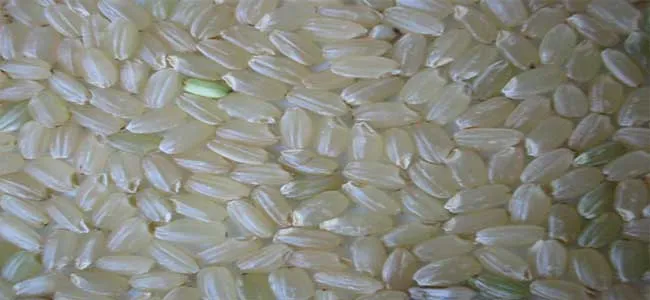 بهترین برنج ایرانی پایه کوتاه